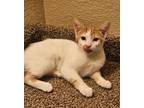 Adopt Bette Midler (MC) a Orange or Red (Mostly) Domestic Shorthair / Mixed