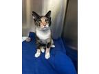 Adopt Dory (MC) a Calico / Mixed (short coat) cat in Napa, CA (38852952)