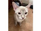 Adopt Mamie (MC) a Siamese / Mixed (short coat) cat in Napa, CA (38852949)
