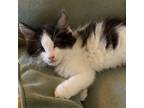 Adopt Chip B/W (KT) a Black & White or Tuxedo Domestic Longhair / Mixed (long