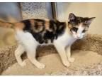 Adopt Shania (MC) a Domestic Shorthair / Mixed (short coat) cat in Napa