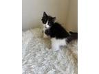 Adopt Jackson (SG) a Black & White or Tuxedo Domestic Longhair / Mixed (long