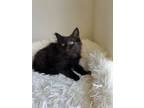 Adopt Avery (SG) a Domestic Longhair / Mixed (long coat) cat in Napa