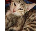 Adopt Ike a Gray, Blue or Silver Tabby Domestic Shorthair cat in Burlington