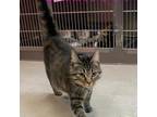 Adopt Khaleesi a Gray, Blue or Silver Tabby Domestic Shorthair cat in