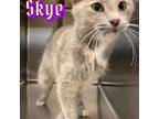 Adopt Skye a Calico or Dilute Calico Domestic Shorthair cat in Burlington