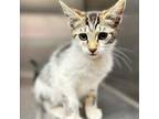 Adopt Arya (MC) a Domestic Shorthair / Mixed (short coat) cat in Vallejo