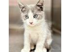 Adopt Landon (MC) a Gray or Blue (Mostly) Domestic Shorthair / Mixed (short