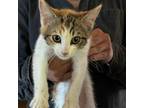 Adopt Karen (MC) a Calico or Dilute Calico Domestic Shorthair / Mixed (short