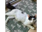 Adopt Cookie (KT) a Black & White or Tuxedo Domestic Mediumhair / Mixed (medium