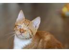 Adopt Monaco a Orange or Red Tabby Domestic Shorthair (short coat) cat in