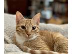 Adopt Gnocchi a Orange or Red Tabby Domestic Shorthair / Mixed (short coat) cat