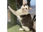 Adopt Nellie a Domestic Short Hair