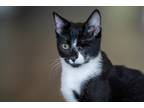 Adopt Togo a Black & White or Tuxedo Domestic Shorthair (short coat) cat in