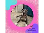 Adopt Willow a Gray/Silver/Salt & Pepper - with Black American Pit Bull Terrier