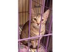 Adopt Jacob #brother-of-Kojak a Brown Tabby Domestic Shorthair / Mixed (short