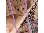 Adopt Kojak #brother-of-Jacob a Cream or Ivory Domestic Shorthair / Mixed (short