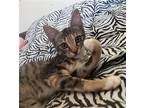 Adopt Karma #sister-of-Yoongi a Brown Tabby Domestic Shorthair / Mixed (short