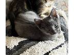 Adopt Ted Lasso #fuzzy-charmer a Gray or Blue Russian Blue / Mixed (medium coat)