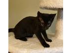 Adopt Aretha #sister-of-Tina-Turner a All Black Bombay / Mixed (short coat) cat