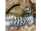 Adopt Nikki #sister-of-Drake a Brown Tabby Domestic Shorthair / Mixed (short