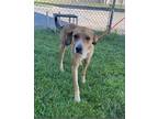 Adopt Connor a Tan/Yellow/Fawn - with White Beagle dog in Breinigsville