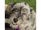 Adopt Bear Grylis mini aussiepoo a Miniature Poodle / Australian Shepherd dog in