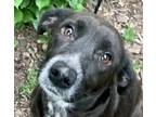 Adopt Allina Days Work IN FOSTER & HOUSE TRAINED! a Black - with White Labrador