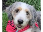 Adopt Altesse Amelia mini bernadoodle a Miniature Poodle / Bernese Mountain Dog