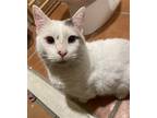 Adopt Buddy a Gray or Blue Turkish Van / Mixed (short coat) cat in Long Beach