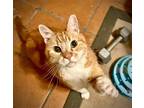 Adopt Leonard a Gray or Blue Turkish Van / Mixed (short coat) cat in Long Beach