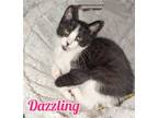 Adopt Dazzling Treasure a Black & White or Tuxedo Domestic Shorthair / Mixed