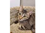 Adopt Aiden ApartmentKatz a Gray, Blue or Silver Tabby Domestic Shorthair /