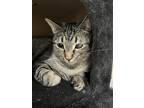 Adopt Lizzo ApartmentKatz a Gray, Blue or Silver Tabby Domestic Shorthair /