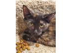 Adopt Colby ApartmentKatz a Tortoiseshell Domestic Shorthair / Mixed (short