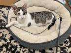 Adopt Mini Munchkin Baker a Gray, Blue or Silver Tabby Domestic Shorthair /