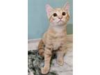 Adopt Cadbury Catster a Orange or Red Domestic Shorthair / Mixed (short coat)