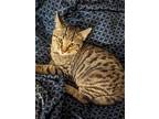 Adopt Tungsten Zia a Gray, Blue or Silver Tabby Domestic Shorthair / Mixed