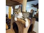 Adopt Nora EncantoKatz a Gray, Blue or Silver Tabby Domestic Shorthair / Mixed