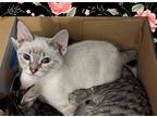 Adopt Rodeo Show Zia a Cream or Ivory (Mostly) Domestic Shorthair / Mixed (short