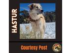 Adopt HASTUR a White Great Pyrenees / Mixed dog in Chandler, AZ (38796149)