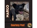 Adopt MARGO a Black - with White Australian Shepherd / Border Collie / Mixed dog