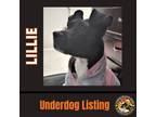 Adopt LILLIE a Black - with White Labrador Retriever / Staffordshire Bull