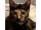 Adopt Rene a Tortoiseshell Domestic Shorthair / Mixed cat in Cumming