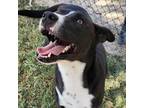 Adopt Floyd a Black Mountain Cur / Mixed dog in Edinburg, TX (36027415)