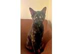 Adopt HAZEL- Kitten on a Mission! a Tortoiseshell Domestic Shorthair / Mixed