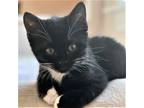 Adopt Dash (and Dart) a Black & White or Tuxedo Domestic Shorthair / Mixed