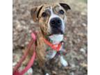 Adopt Cheese a Brindle Mixed Breed (Medium) dog in Whitestone, NY (35750730)