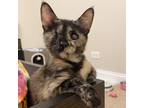 Adopt Buttercup (Aka Boxster) a Brown or Chocolate (Mostly) Domestic Shorthair /