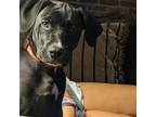 Adopt Chewey a Mixed Breed (Medium) dog in Bellmawr, NJ (38877413)